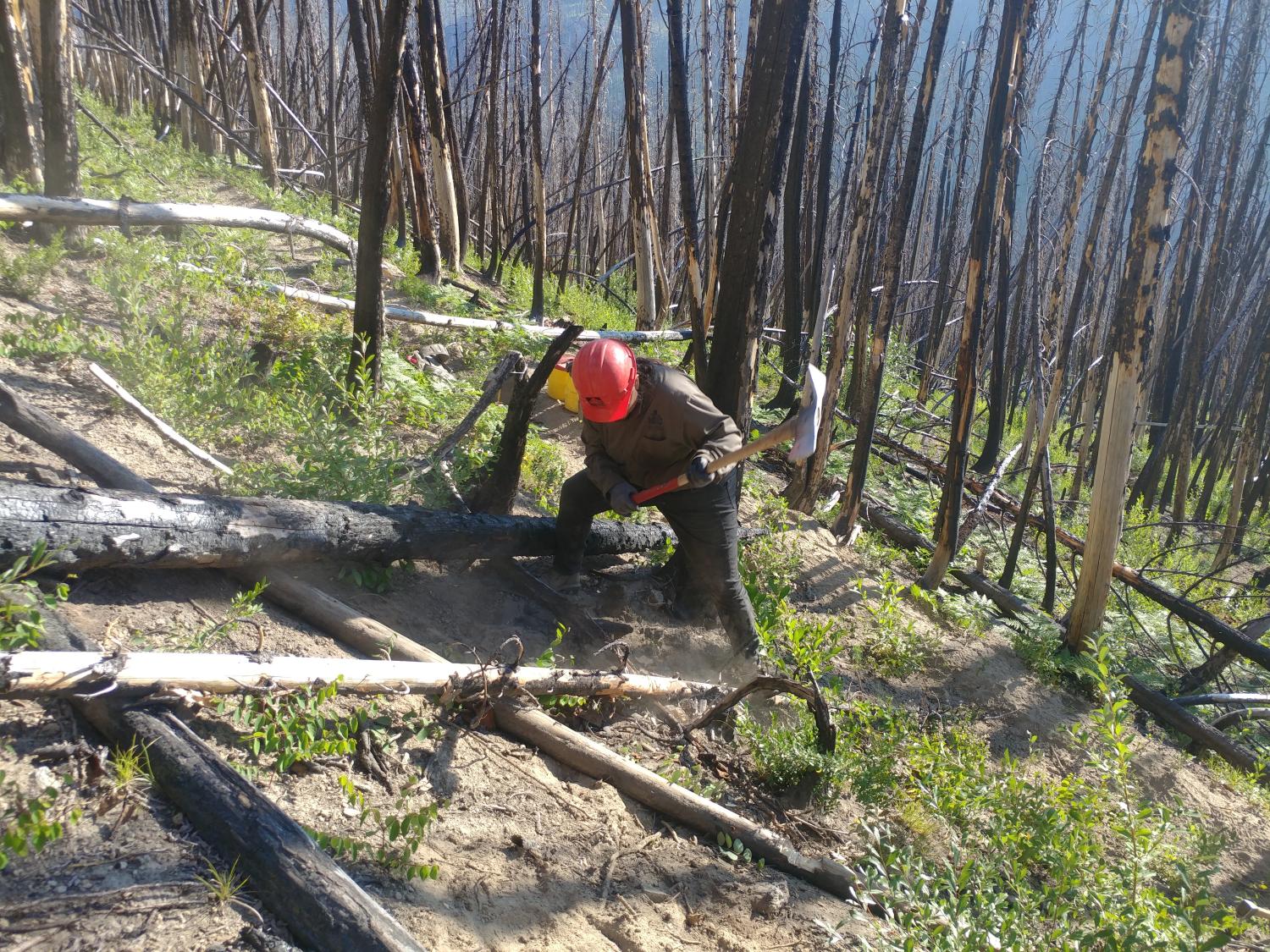 Member cutting tree with saw